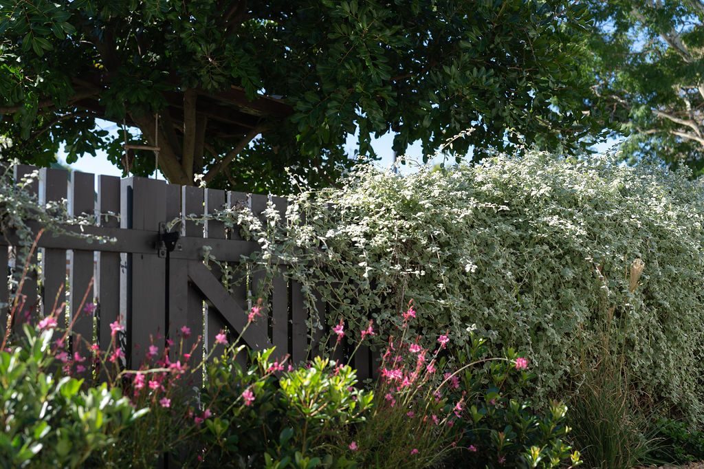Bibby gaura and helichrysum — Studio Serene, Newcastle