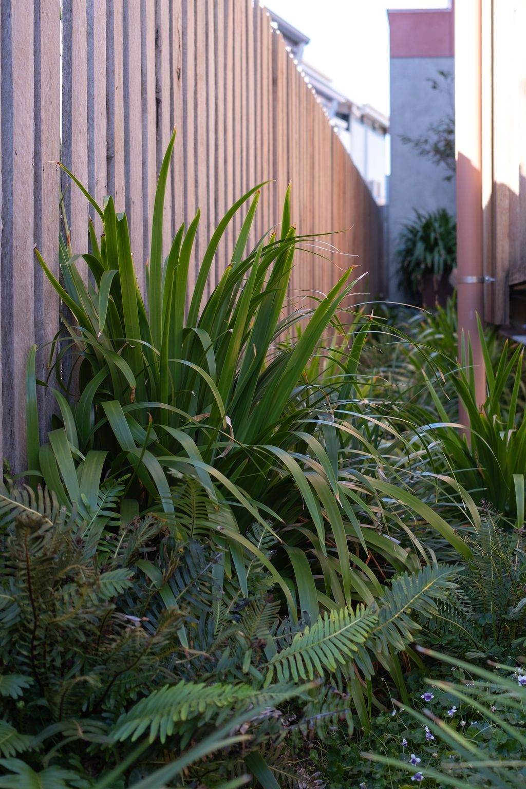 Chester neomarica gracilis and fern — Studio Serene, Newcastle