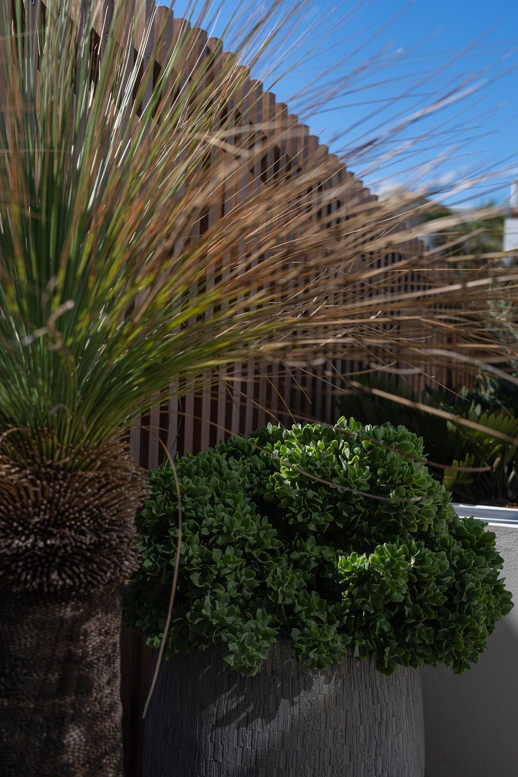 Frederick grass tree — Studio Serene, Newcastle