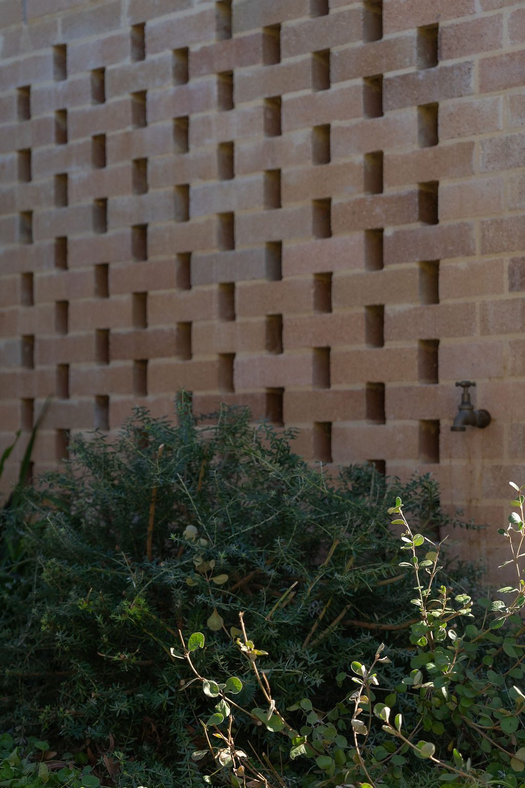 Maryville hit and miss brick westringia — Studio Serene, Newcastle