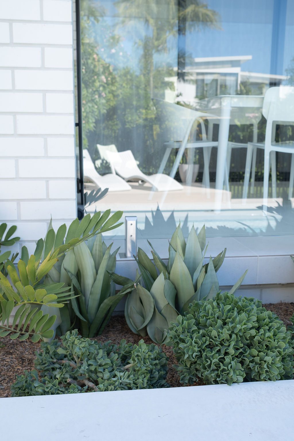 Merewether sansevieria and jade — Studio Serene, Newcastle