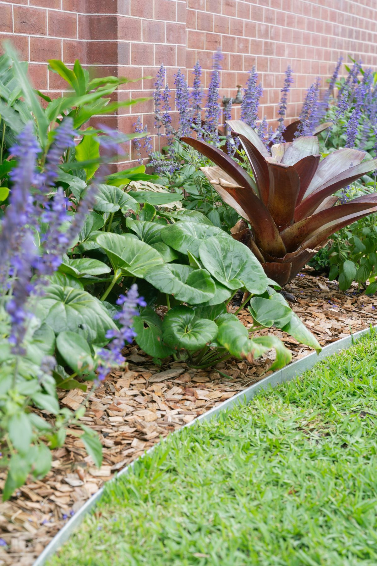 Turnbull ligularia salvia and alcantera — Studio Serene, Newcastle